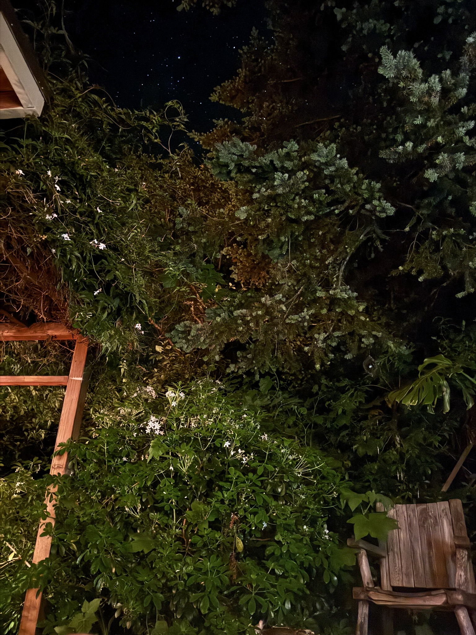 Leaves and low light details in a Japanese night scene.